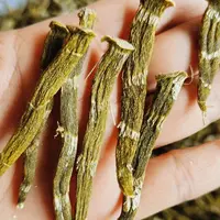 云南野外珍虫石斛