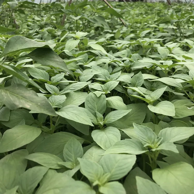 河南特色大叶荆芥新鲜蔬菜现摘现发带根可凉拌调味