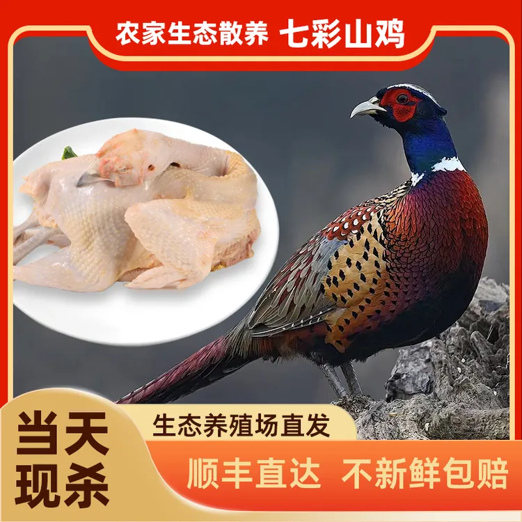 【拍一发二】带俩根人参散养山鸡现宰现发美味新鲜顺丰包邮野山鸡