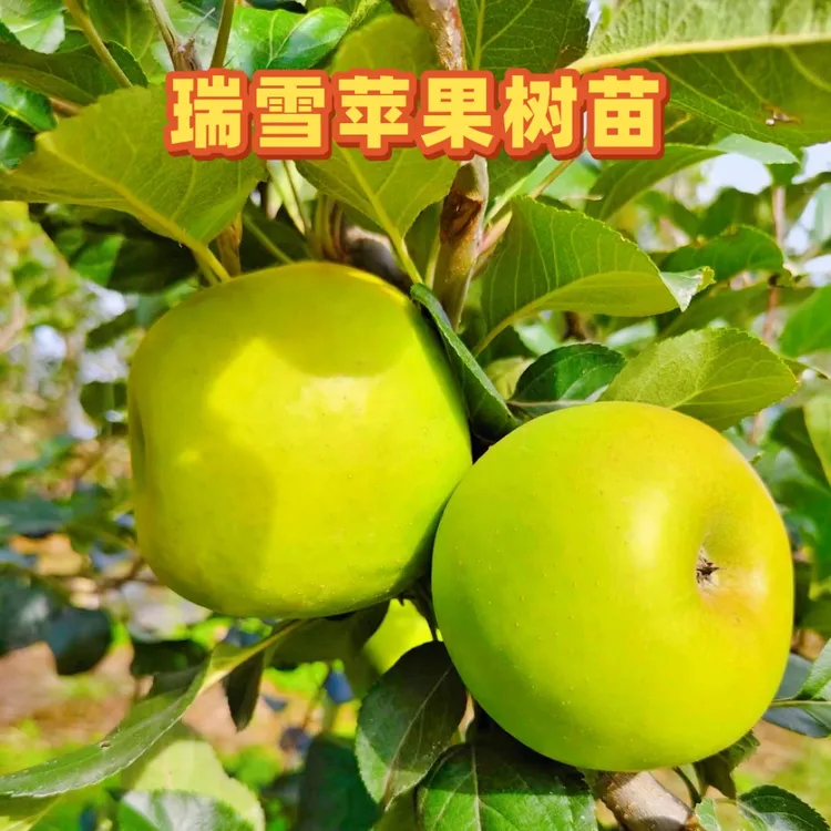 【正宗瑞雪苹果树苗】耐寒耐热苹果树苗盆栽地栽当年结果