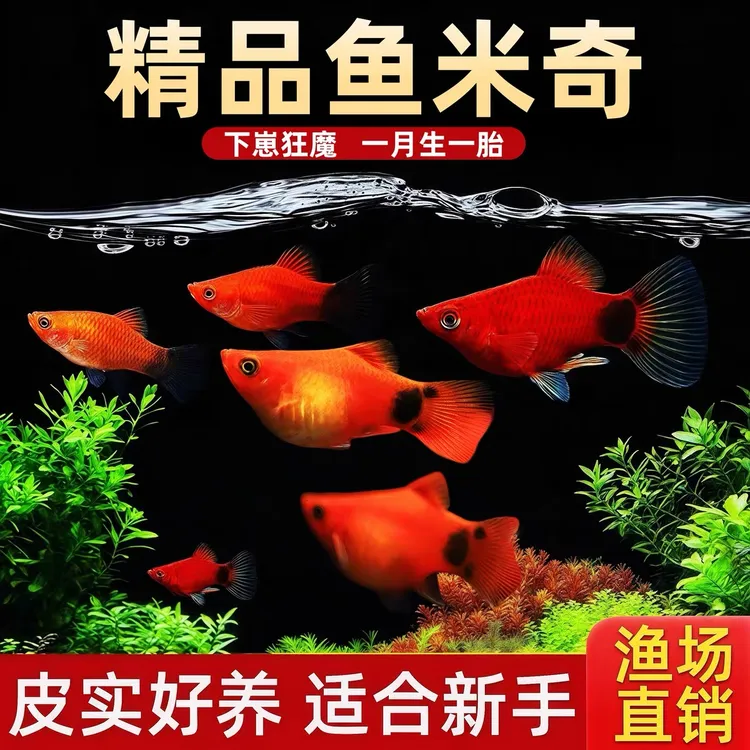 米奇小型胎生鱼热带孔雀鱼 鱼场养殖 耐活好养新鲜高档 食用 肥鱼