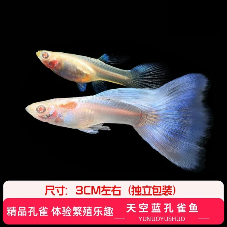 天空蓝孔雀精品小型热带耐活桌面水景适合新手易淡水观赏鱼