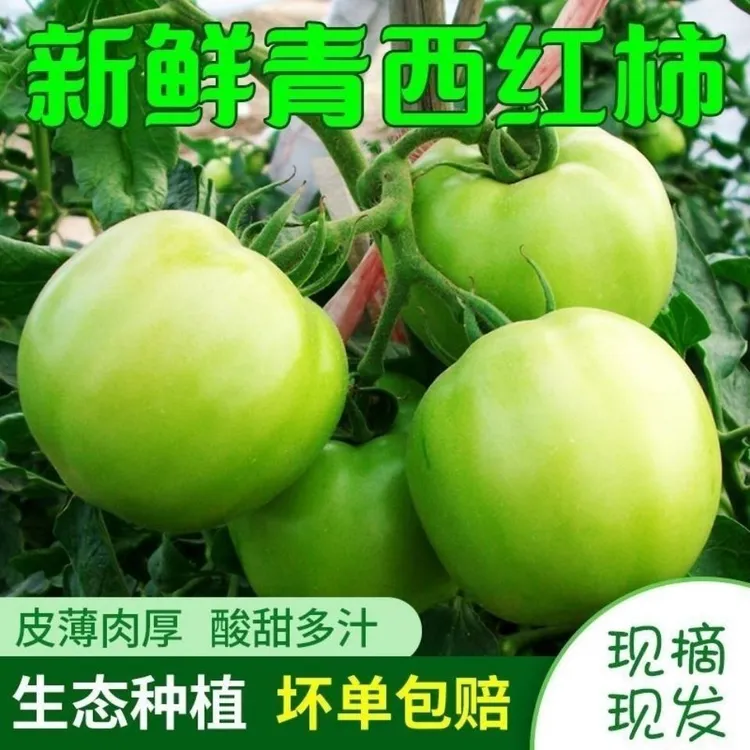 绿色番茄新鲜现摘未成熟番茄青西红柿宝妈放心拍自然生长生青番茄