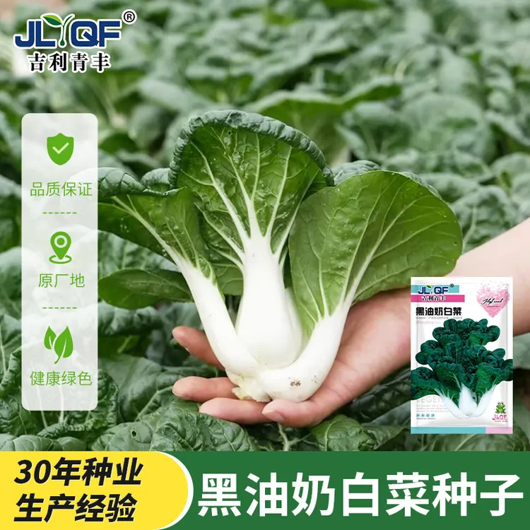 【黑油白菜种子】奶白菜乌塌小白菜秋冬季春四季播蔬菜种孑