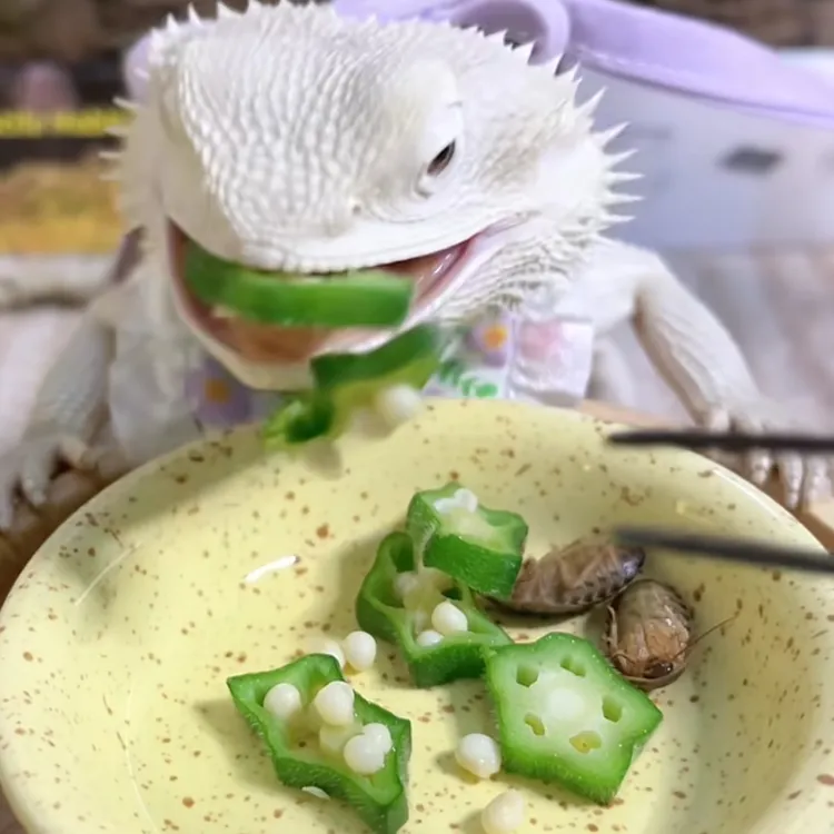 宠物爱吃的秋葵新鲜秋葵