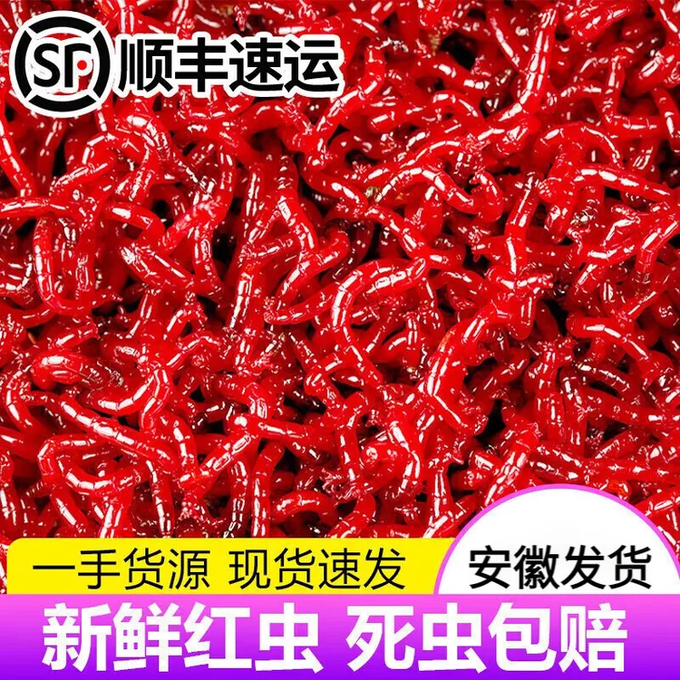 画鱼红虫活饵特大号活体公虫喂鱼钓鲫鱼红虫饵料肉夹馍红虫开饵