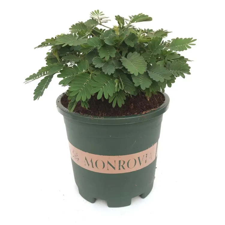 含羞草小盆栽室内阳台植物四季常青易种花卉怕羞草害羞草趣味植物