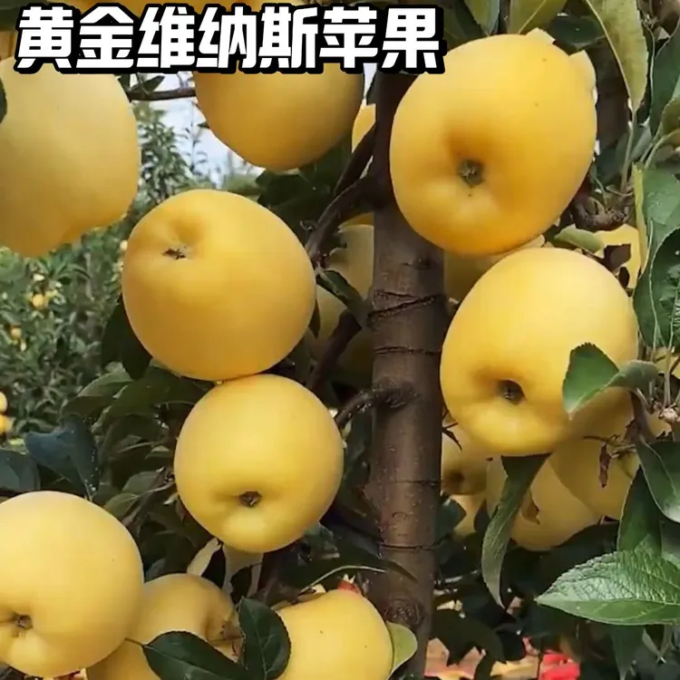 嫁接维纳斯黄金苹果苗盆栽果树南北方种地栽矮化红富士苹果树果苗