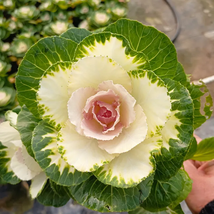 羽衣甘蓝鲁西路盆栽耐寒耐晒观赏庭院阳台易养绿植不带盆发货