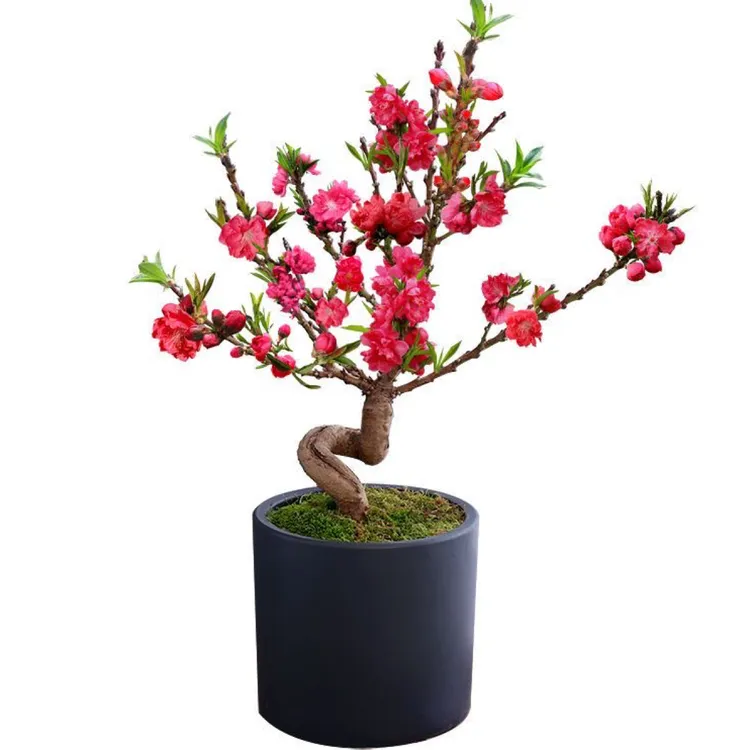 多瓣桃花寿心桃盆栽寿星桃盆景桃树带花苞庭院阳台耐寒观赏植物