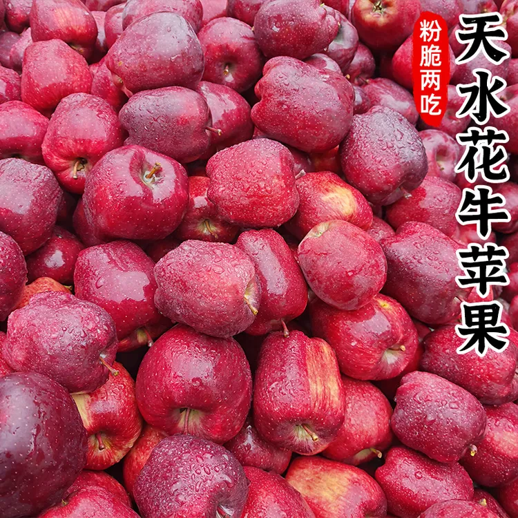 【脆粉两吃】甘肃天水花牛苹果3-9斤红蛇果新鲜水果小苹果红苹果