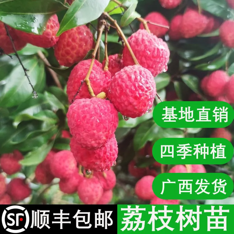 荔枝树苗无核荔枝王桂味妃子笑嫁接果树苗南方四季地栽庭院盆栽