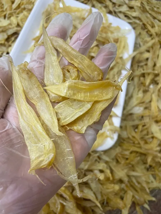 310头豆仁黄花胶公胶足干老胶