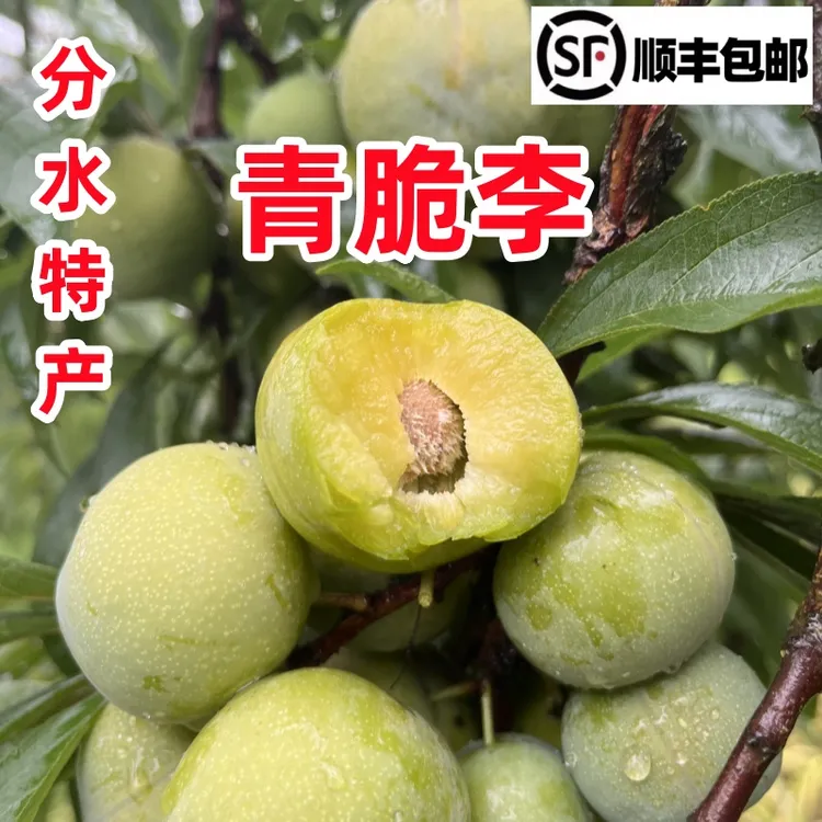 【顺丰冷链】重庆万州分水晚熟脱骨青脆李子应季水果孕妇更脆更甜