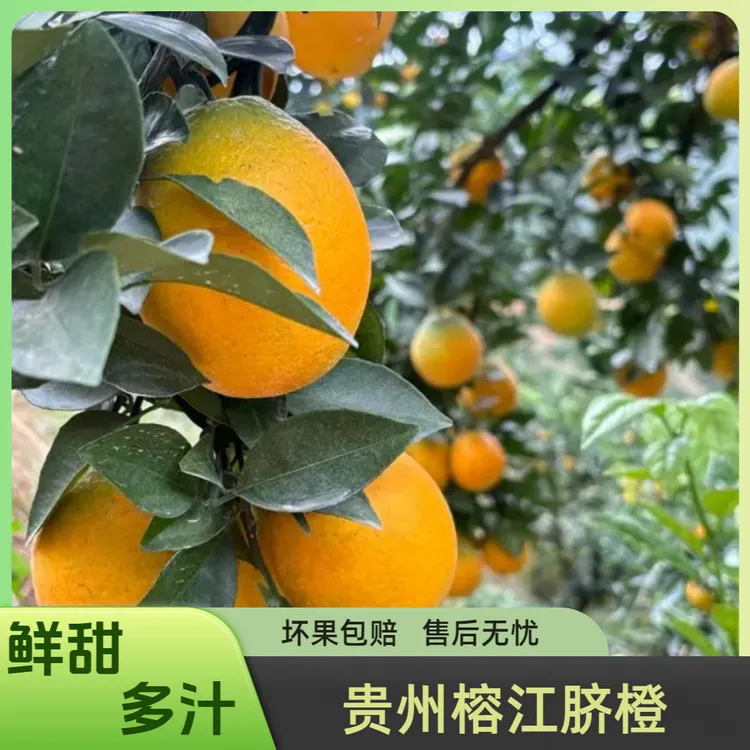 榕江脐橙真实当季新鲜水果产地直发通话分享平安甜橙子果园直发