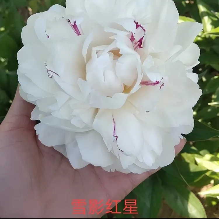 芍药花 血影红星 包对版