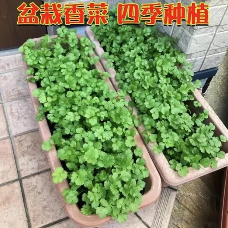 【速生香菜】四季快速香菜阳台室内花卉盆栽大叶耐热耐寒秋冬蔬菜