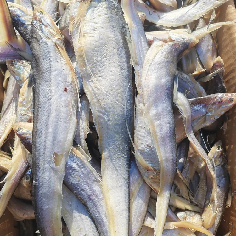 渤海湾咸黄河刀鱼（油性大很香）