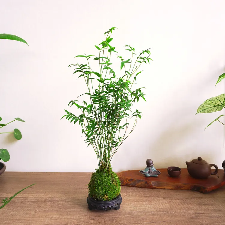 苔玉苔藓球小叶禅意米竹盆栽水培植物四季常青好养室内观赏竹绿植
