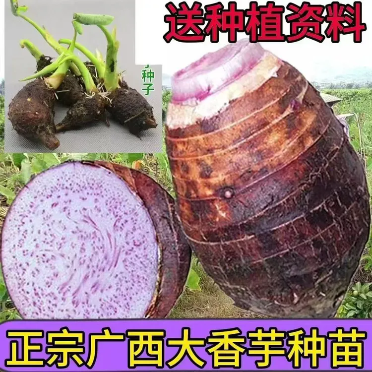 广西正宗荔浦芋头桂林种植小芋艿新鲜栽培芋苗紫藤香芋苗