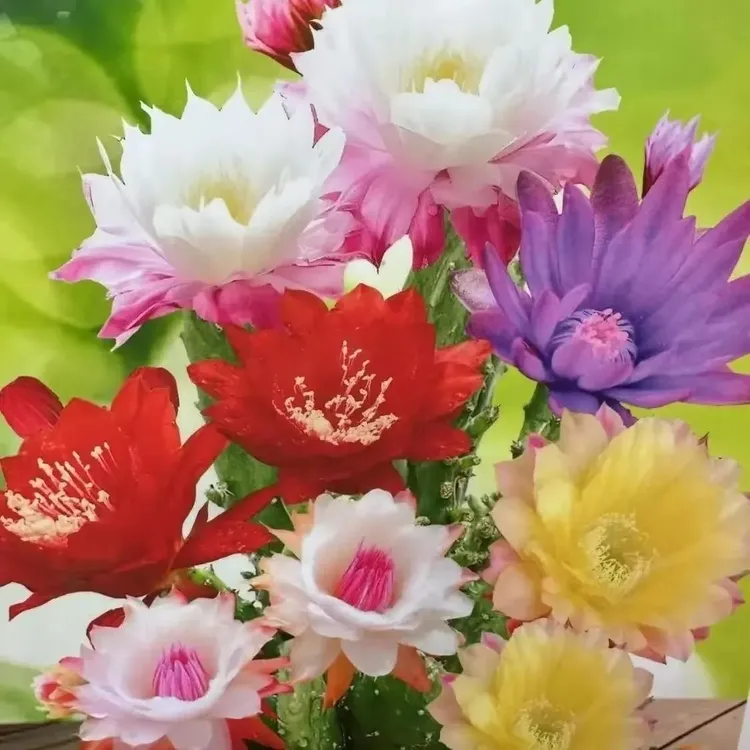 清仓处理中仙人掌千手观音多肉植物盆栽室内花卉耐热耐旱易成活