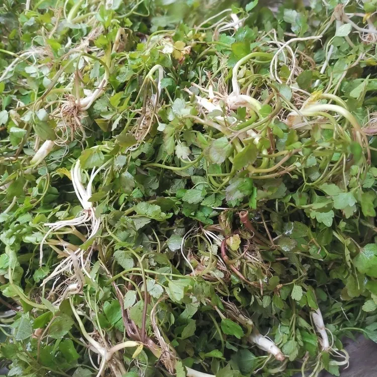 贵州芹菜水芹菜新鲜开胃小芹菜细叶芹正宗贵州特产图片野生野菜