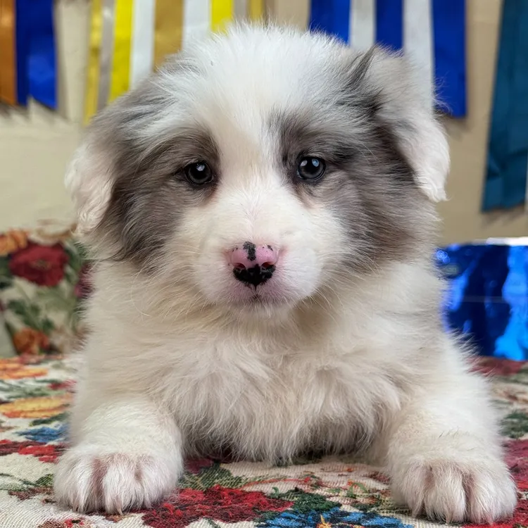 【摩根帝国专属】（妲己）蓝陨石妹妹边牧犬狗狗