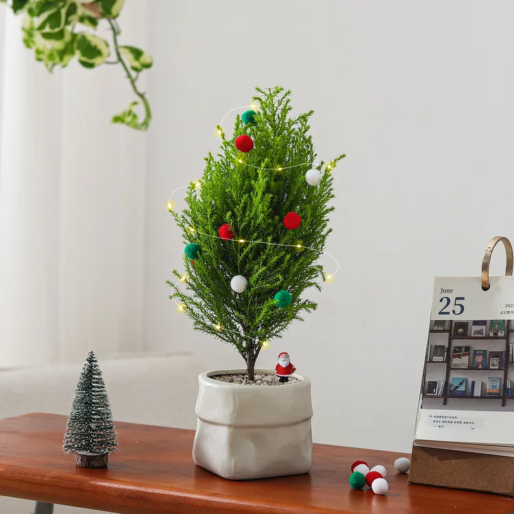香松盆栽圣诞树客厅装饰LED灯彩球办公室内桌面绿植摆件好养花卉
