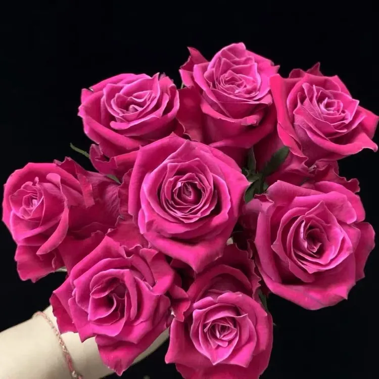 【大富贵】1加仑玫红色浓香型大花阳台庭院多季节开花精品月季花