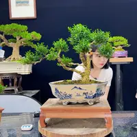 黄杨盆景老桩四季常青