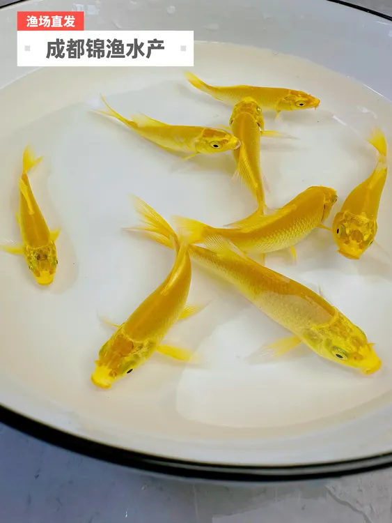 招财黄金龙凤锦鲤冷水淡水鱼好看好养易活