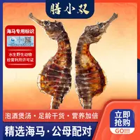 精选海马一公一母配对滋补煲汤泡酒佳品