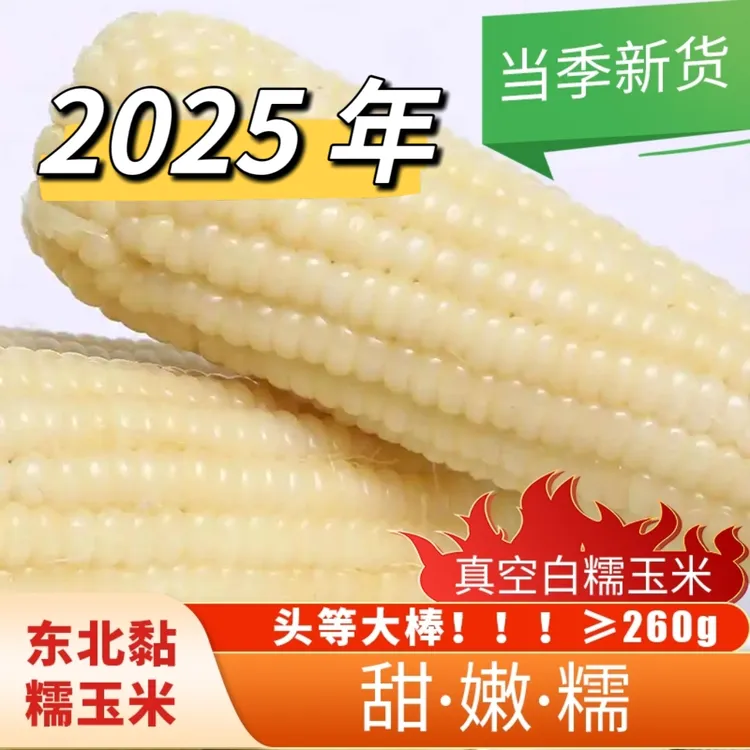 五常黄白玉米熟甜嫩糯8根大棒东北黑龙江五常黏玉米新鲜糯玉米
