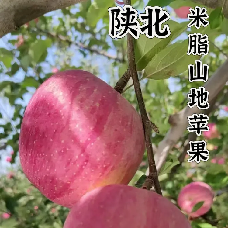 陕北特产榆林米脂县山地红富士苹果羊粪施肥人工采摘新鲜应季水果