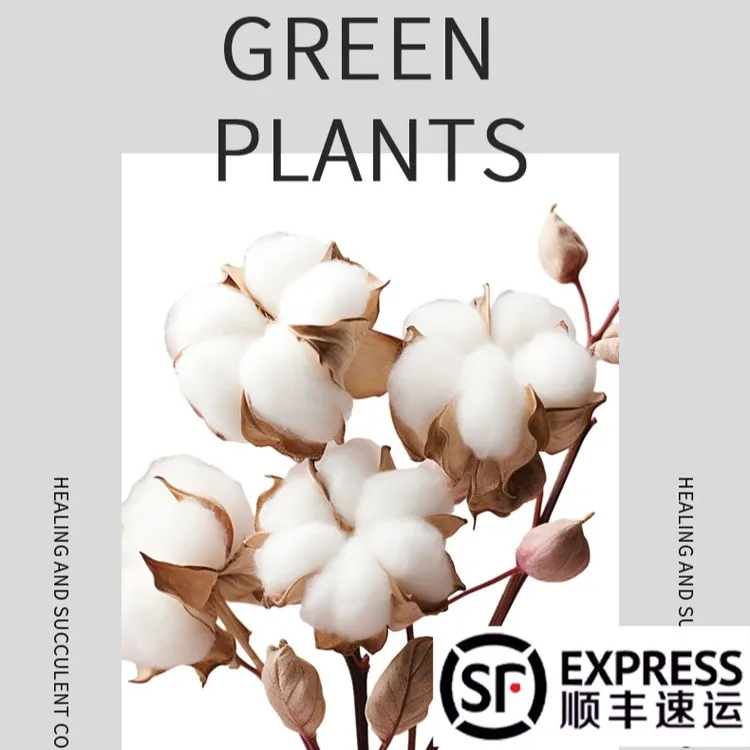 干棉花礼物棉花枝干花装饰插花棉花插花装饰棉花拍摄道具顺丰包邮