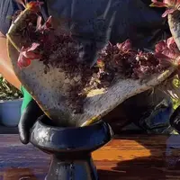 零花钱多肉   地栽红法师缀化       多肉植物   