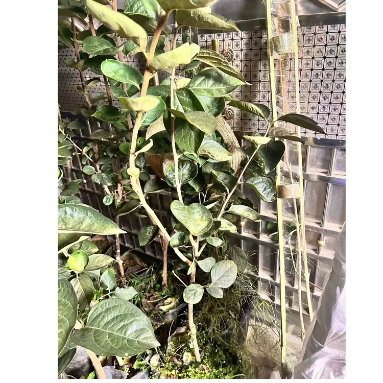 太秋甜柿【大杯苗】明年结果湖南长沙发货【运输土会松散介意勿拍】