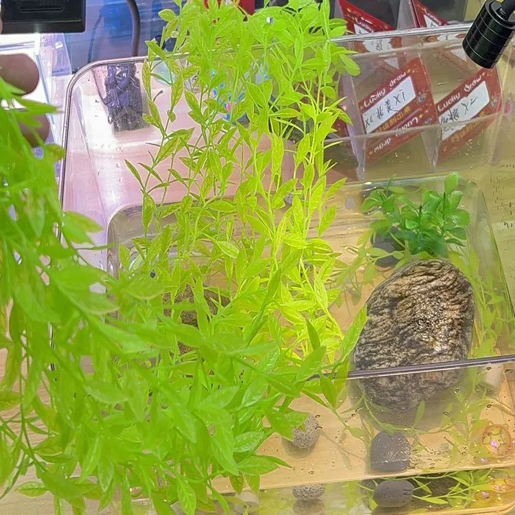 乌龟仿真水草乌龟躲避植物假水草防咬伤龟苗防溺水育苗专用假水草