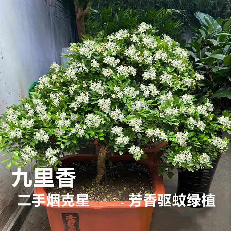 九里香树苗庭院室内外净化空气驱蚊浓香花卉盆栽苗四季常青绿植物