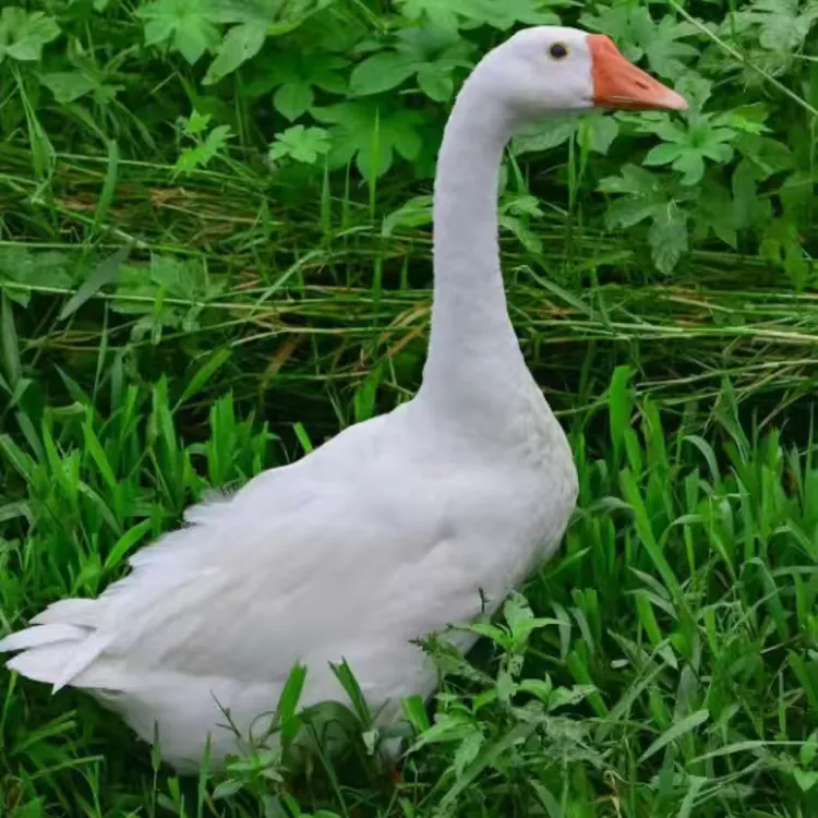 农家散养大白鹅毛重宰杀带头带掌翅带心肝肉嫩鲜美