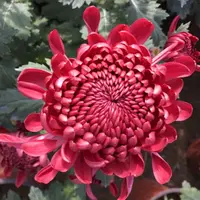 【红绣球】大花富贵菊九月菊花苗盆栽适合室内外花开好看