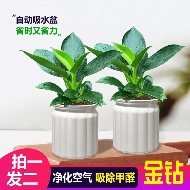 【 买一送一】金钻盆栽室内净化空气吸甲醛桌面绿植办公室四季常青