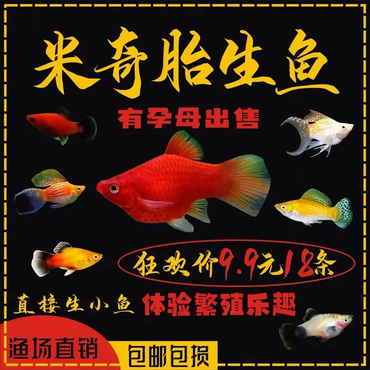 红米奇鱼胎生鱼练手小型鱼热带观赏鱼玛丽鱼孔雀鱼耐养红箭月光鱼
