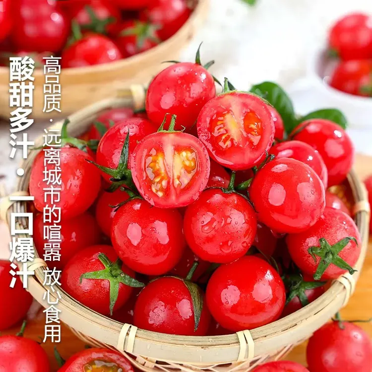 X【坏果包赔】圣女果酸甜可口买三斤送二斤新鲜小番茄爆汁小西红柿