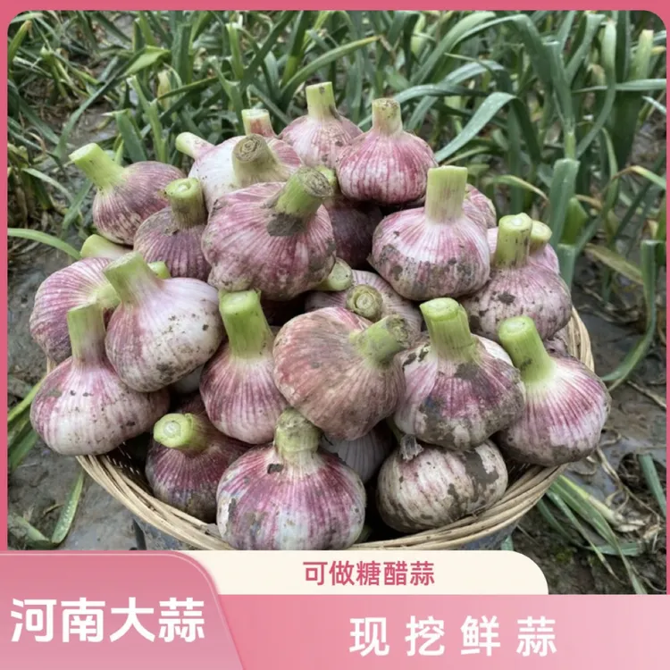 【河南开封】新鲜现挖湿紫皮大蒜紫白皮多瓣蒜可特大腌制糖醋蒜5斤商品图