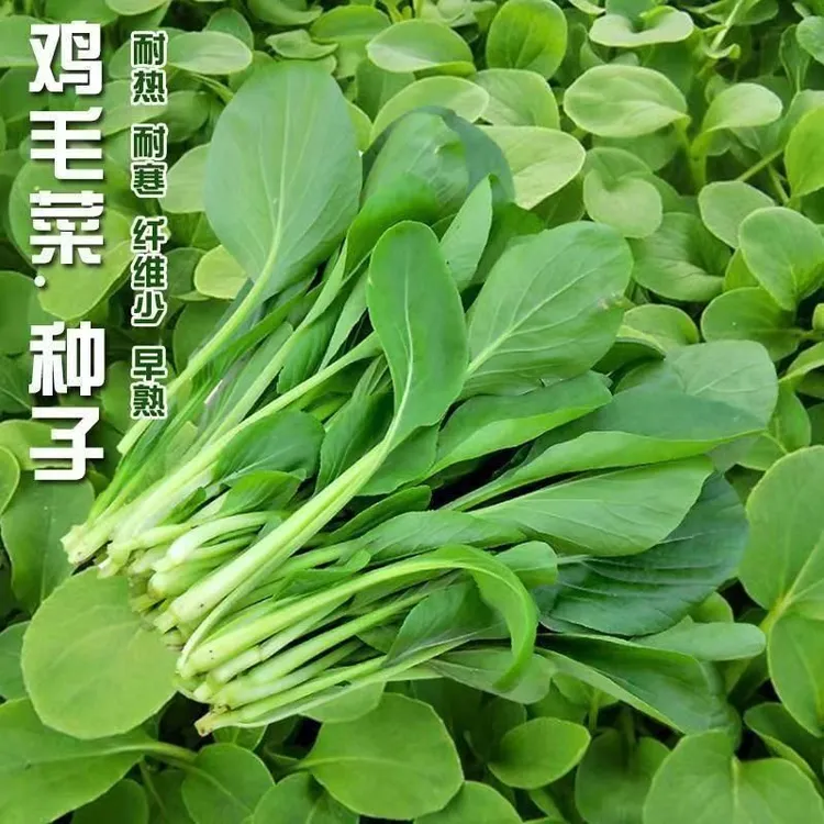 四季高产鸡毛菜种子盆栽阳台庭院蔬菜种子大全