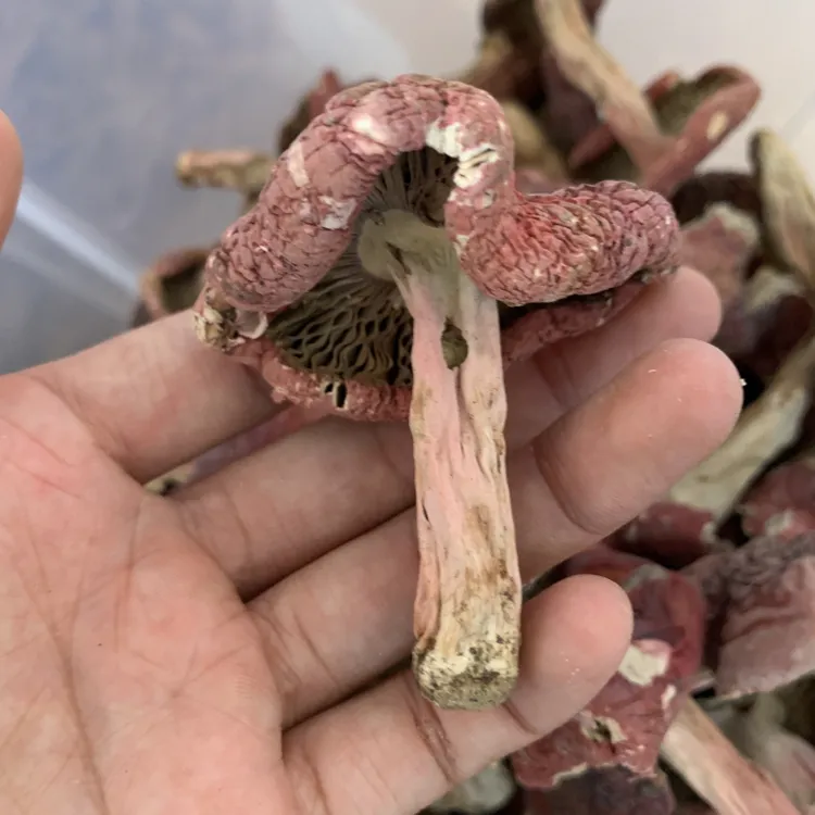 雪黛甄选（云南小红菇红菌开散）