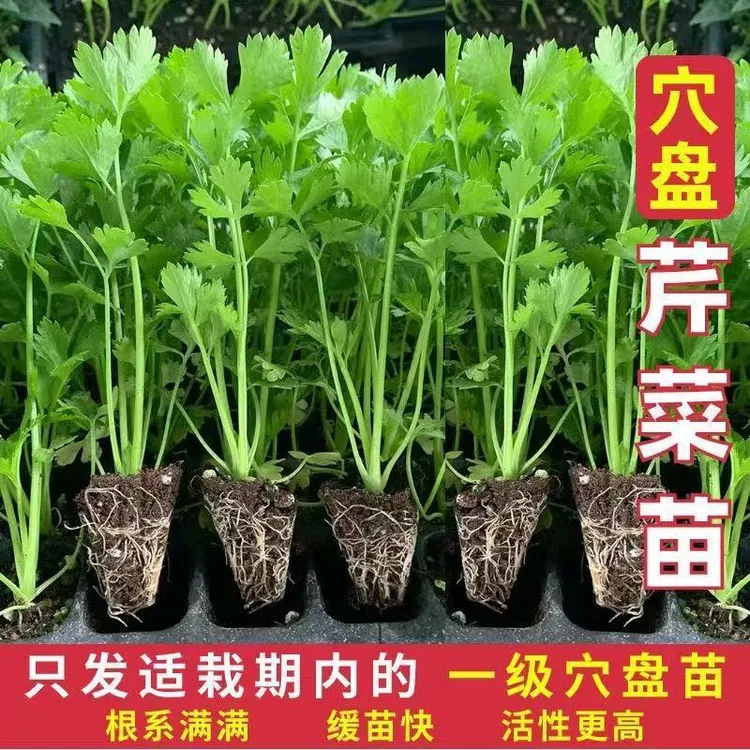 皇后芹菜苗西芹香芹根芹高产四季春秋盆栽阳台基地直发