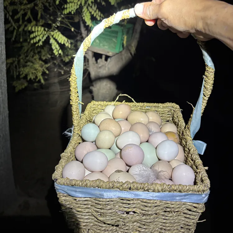 40枚正宗散养土鸡蛋~槐树岗土鸡蛋