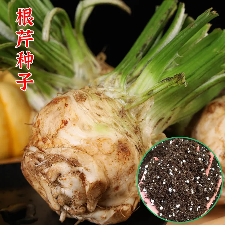 【店长推荐】根芹种子特色蔬菜种四季阳台菜园栽种